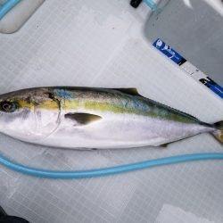 アマテラス 釣果