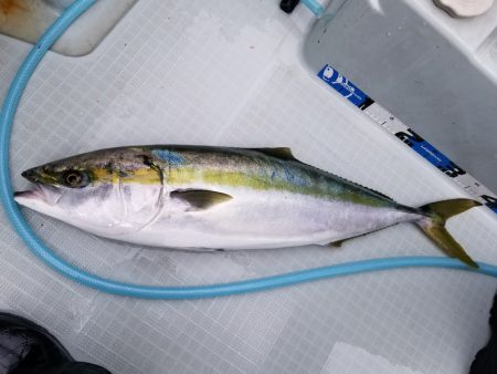 アマテラス 釣果