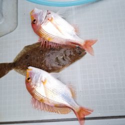アマテラス 釣果