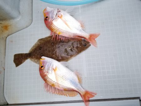 アマテラス 釣果