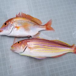 アマテラス 釣果