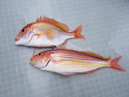 アマテラス 釣果