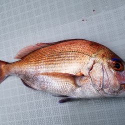 アマテラス 釣果