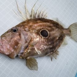 アマテラス 釣果