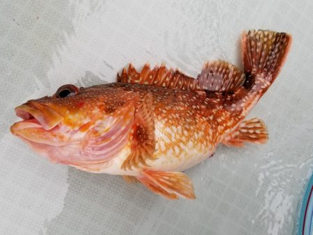 アマテラス 釣果