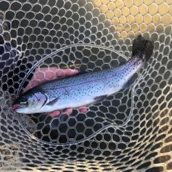 白州トラウトフィッシングエリア　シルフ 釣果