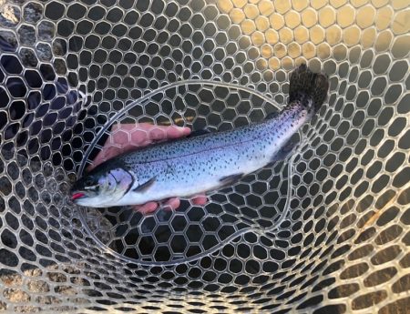 白州トラウトフィッシングエリア　シルフ 釣…