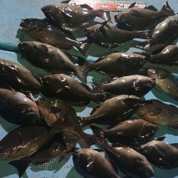 シースナイパー海龍 釣果