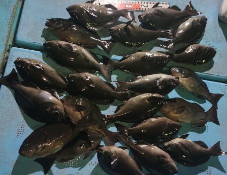 シースナイパー海龍 釣果