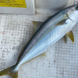 「LaGooN」蒼陽丸 日和号　 釣果