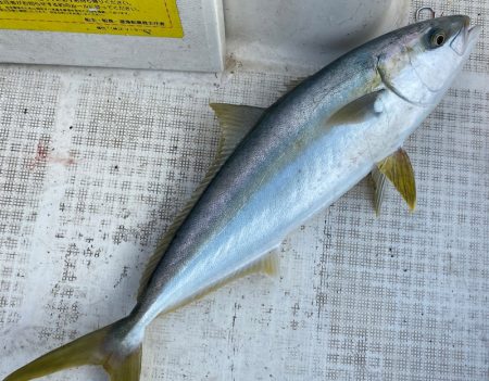 「LaGooN」蒼陽丸 日和号　 釣果