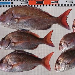 遊漁船 家入 釣果