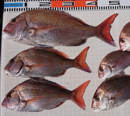 遊漁船 家入 釣果