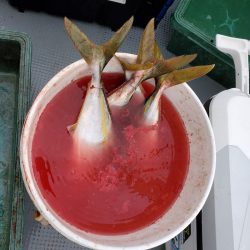 サンマリン 釣果