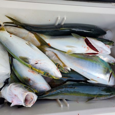 サンマリン 釣果