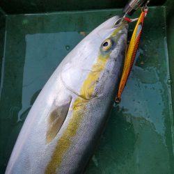 サンマリン 釣果