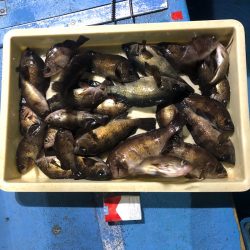 ヤザワ渡船 釣果