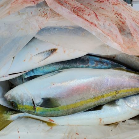 サンマリン 釣果