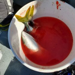 サンマリン 釣果