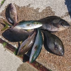しば渡船 釣果