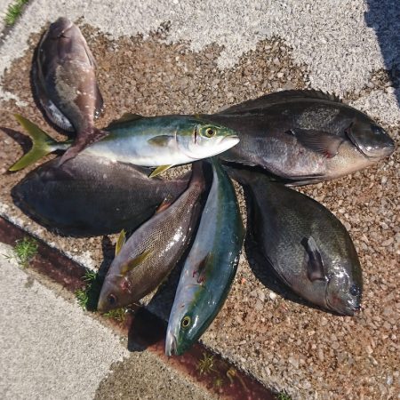 しば渡船 釣果