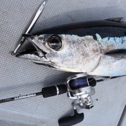 渡船屋たにぐち 釣果