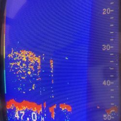 あみや渡船 JIGBOY 釣果