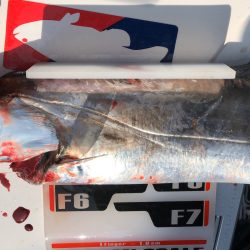 フィッシング キッタカ 釣果