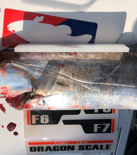 フィッシング キッタカ 釣果