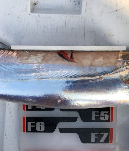 フィッシング キッタカ 釣果