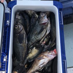 フィッシング キッタカ 釣果