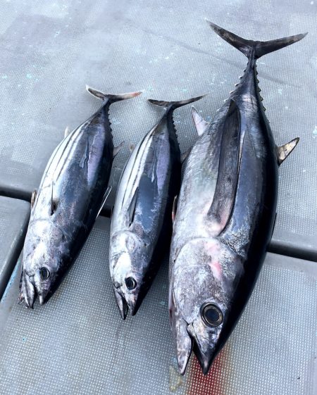 渡船屋たにぐち 釣果