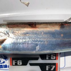 フィッシング　キッタカ 釣果