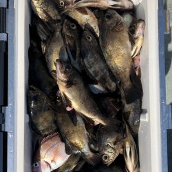 フィッシング キッタカ 釣果