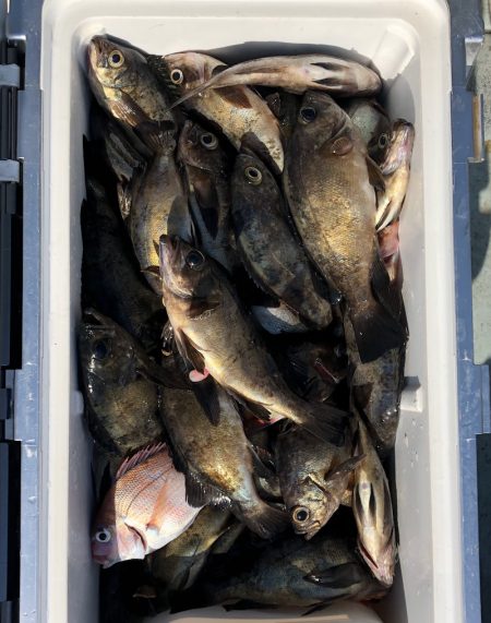 フィッシング キッタカ 釣果