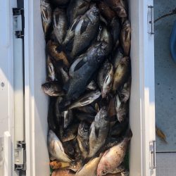 フィッシング キッタカ 釣果