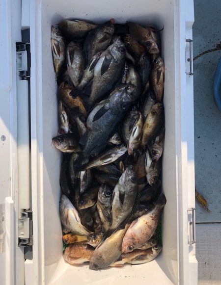 フィッシング キッタカ 釣果