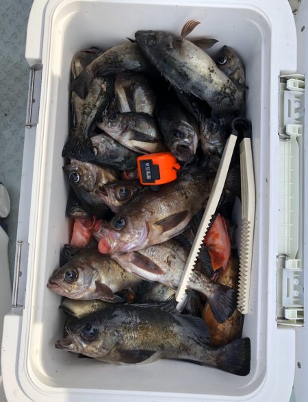 フィッシング　キッタカ 釣果