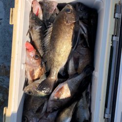 フィッシング キッタカ 釣果