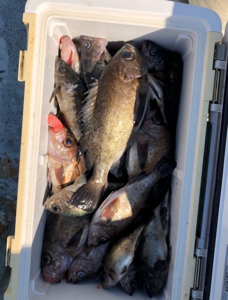 フィッシング キッタカ 釣果