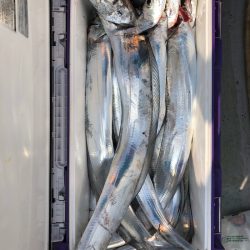 フィッシング キッタカ 釣果