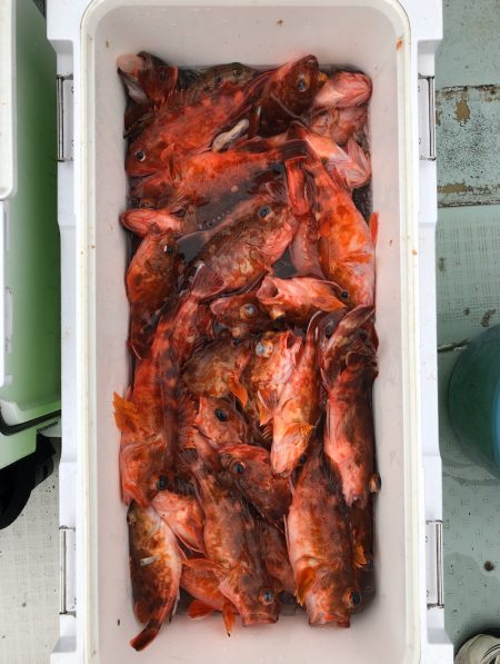 フィッシング キッタカ 釣果