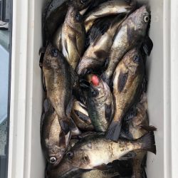 フィッシング キッタカ 釣果