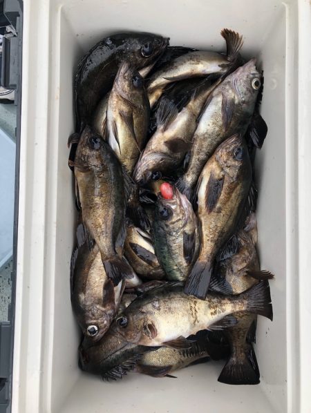 フィッシング キッタカ 釣果