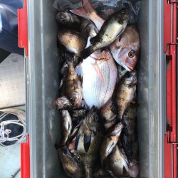 フィッシング キッタカ 釣果