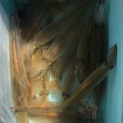 第二八坂丸 釣果