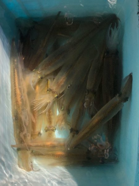 第二八坂丸 釣果