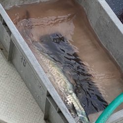 あみや渡船 JIGBOY 釣果