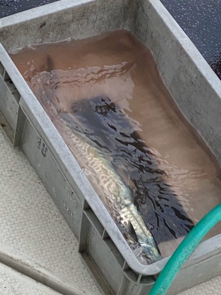 あみや渡船 JIGBOY 釣果