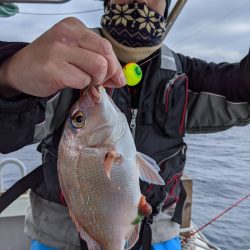 海季丸(みきまる) 釣果